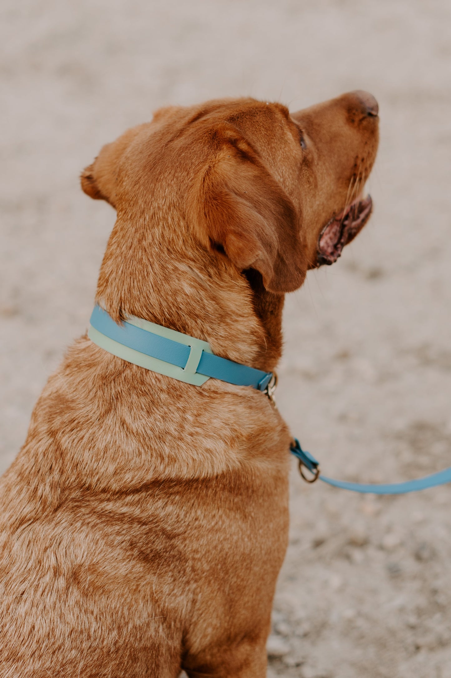 DIY Windhundhalsband Chloe: Biothane® - hundgemacht