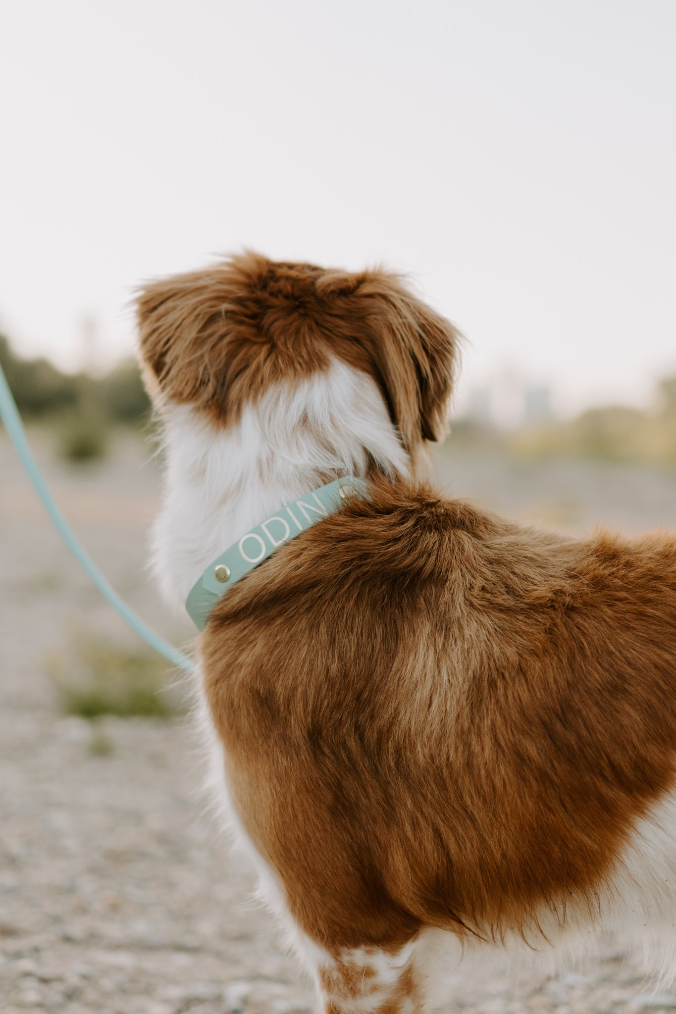 DIY Zugstopphalsband Chloe mit Namensschild: Biothane® - hundgemacht