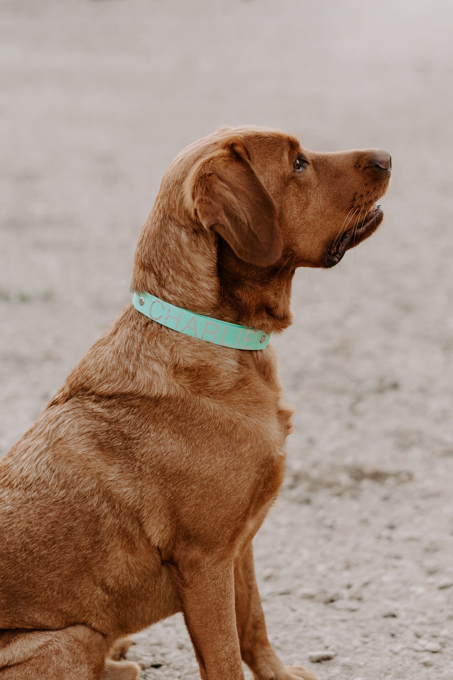 personalisierbares Namensschild für Biothane-Halsbänder Chloe - hundgemacht
